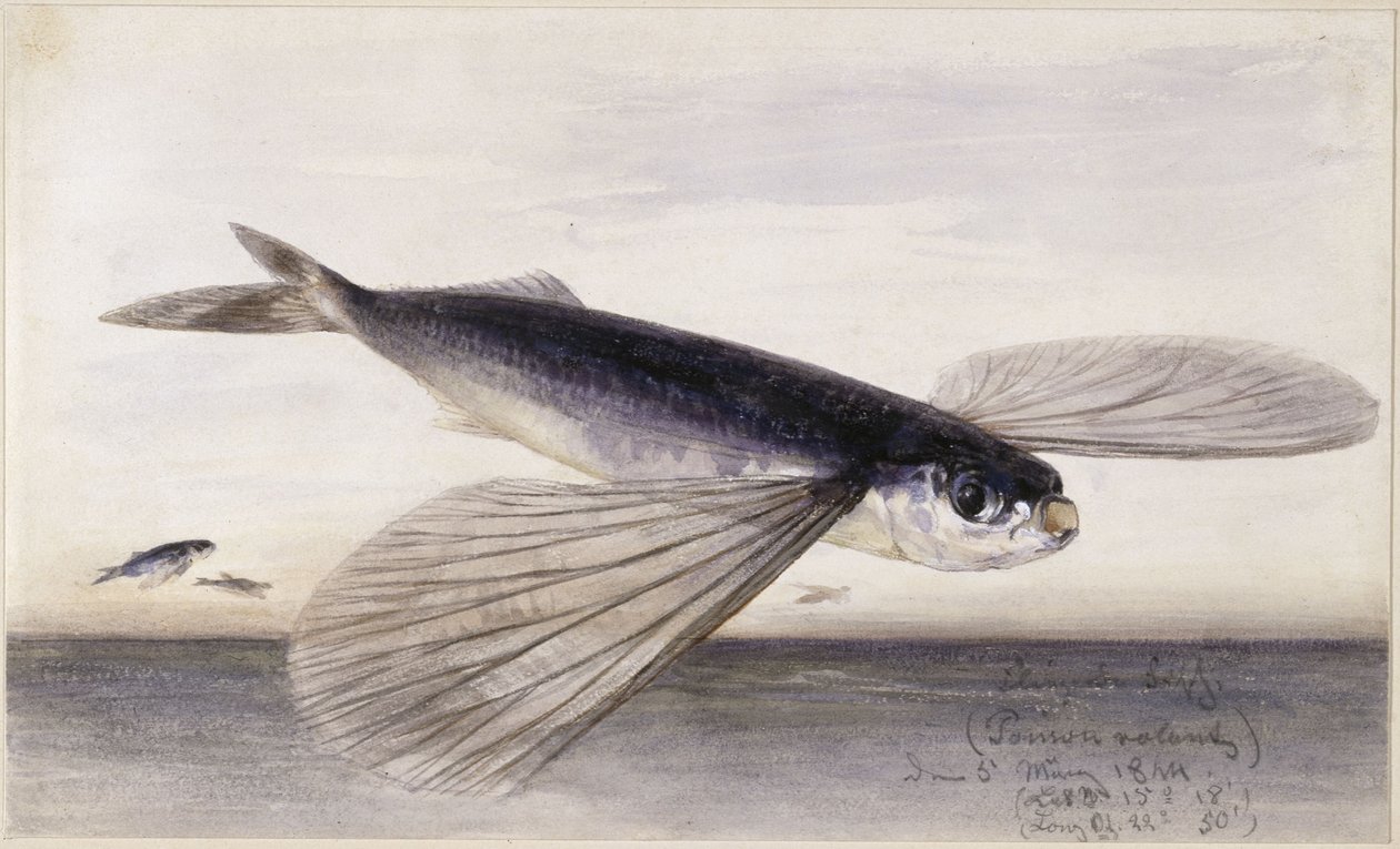 Fiskstudier (flygande fisk) av Eduard Hildebrandt