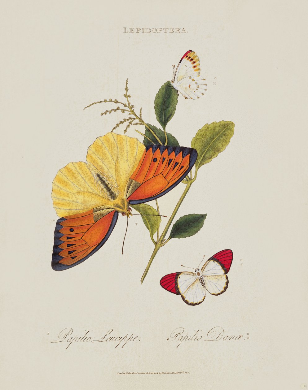 Fjärilar: Papilio Leucippe; Papilio Danae, pub. av konstnären, 1800 av Edward Donovan