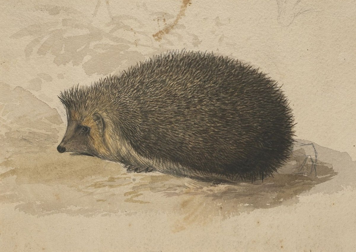 A hedgehog  av Edward Lear