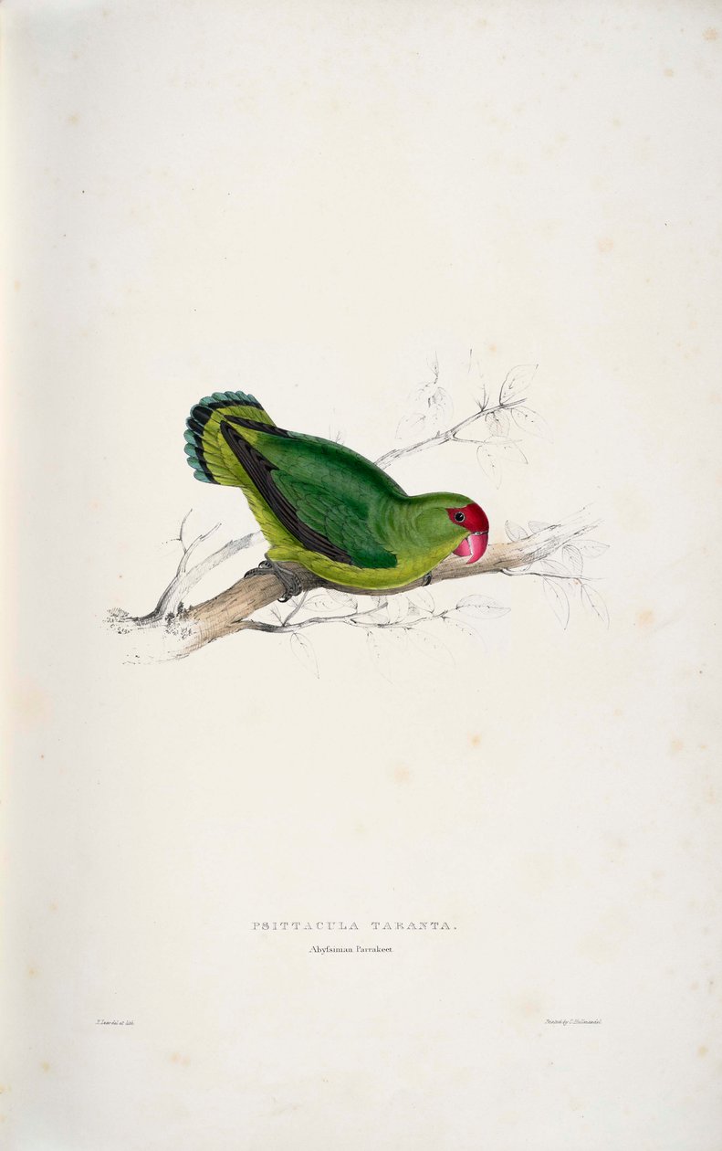 Agapornis taranta  av Edward Lear