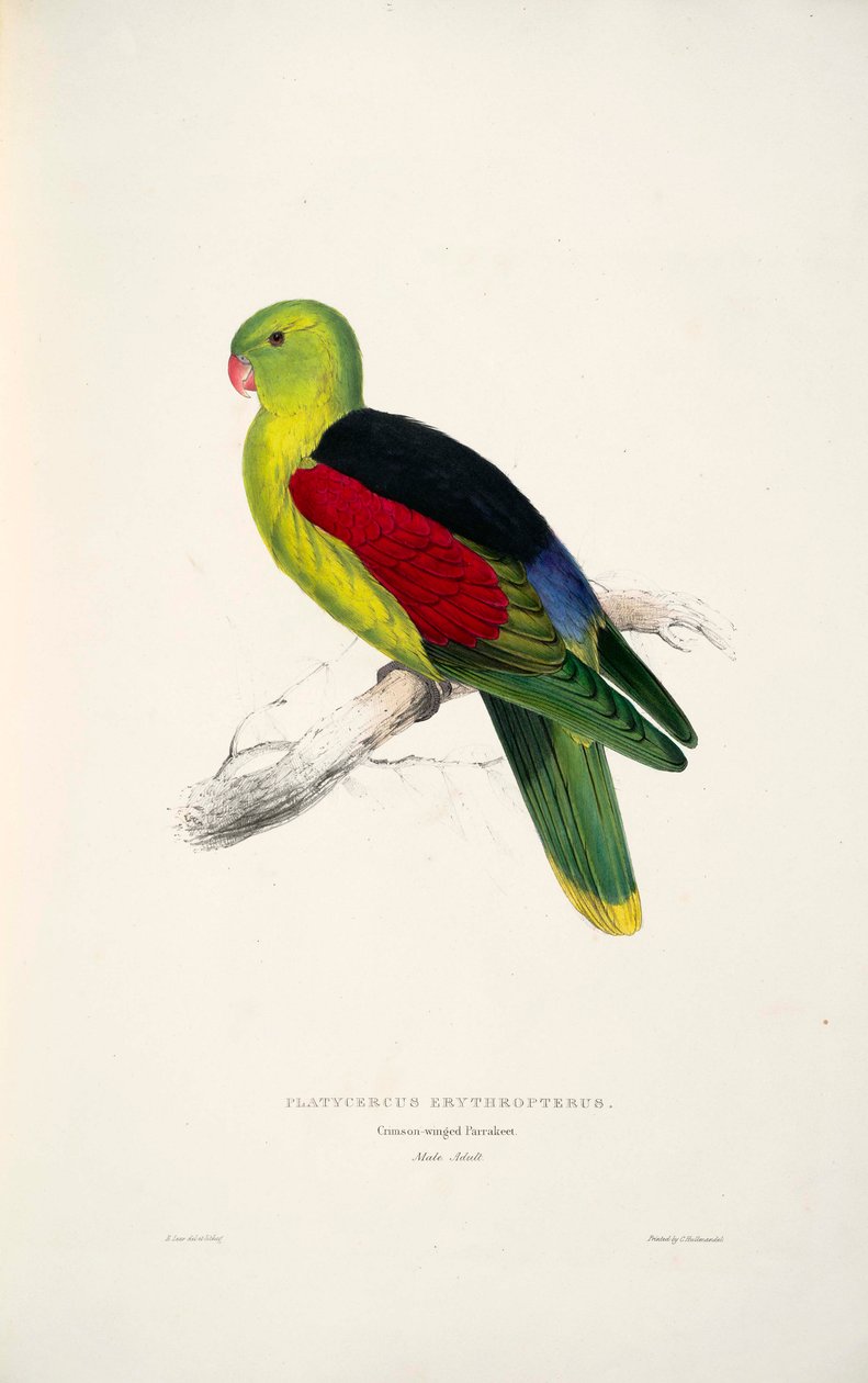 Aprosmictus erythropterus  av Edward Lear
