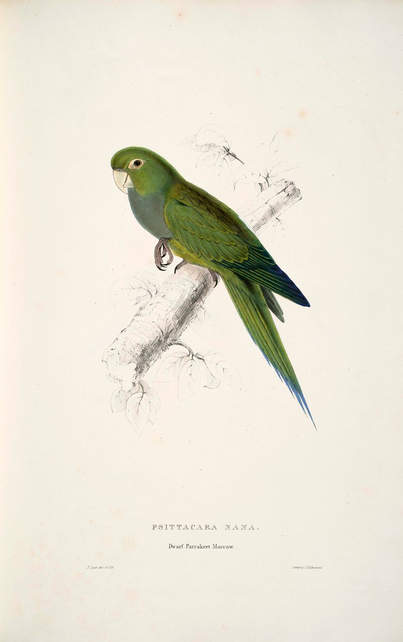 Aratinga nana  av Edward Lear