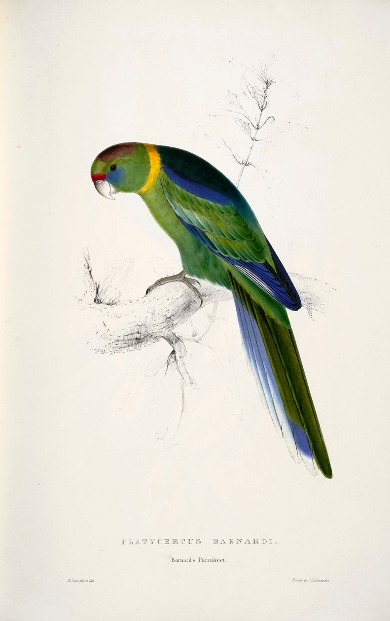Barnardius zonarius  av Edward Lear