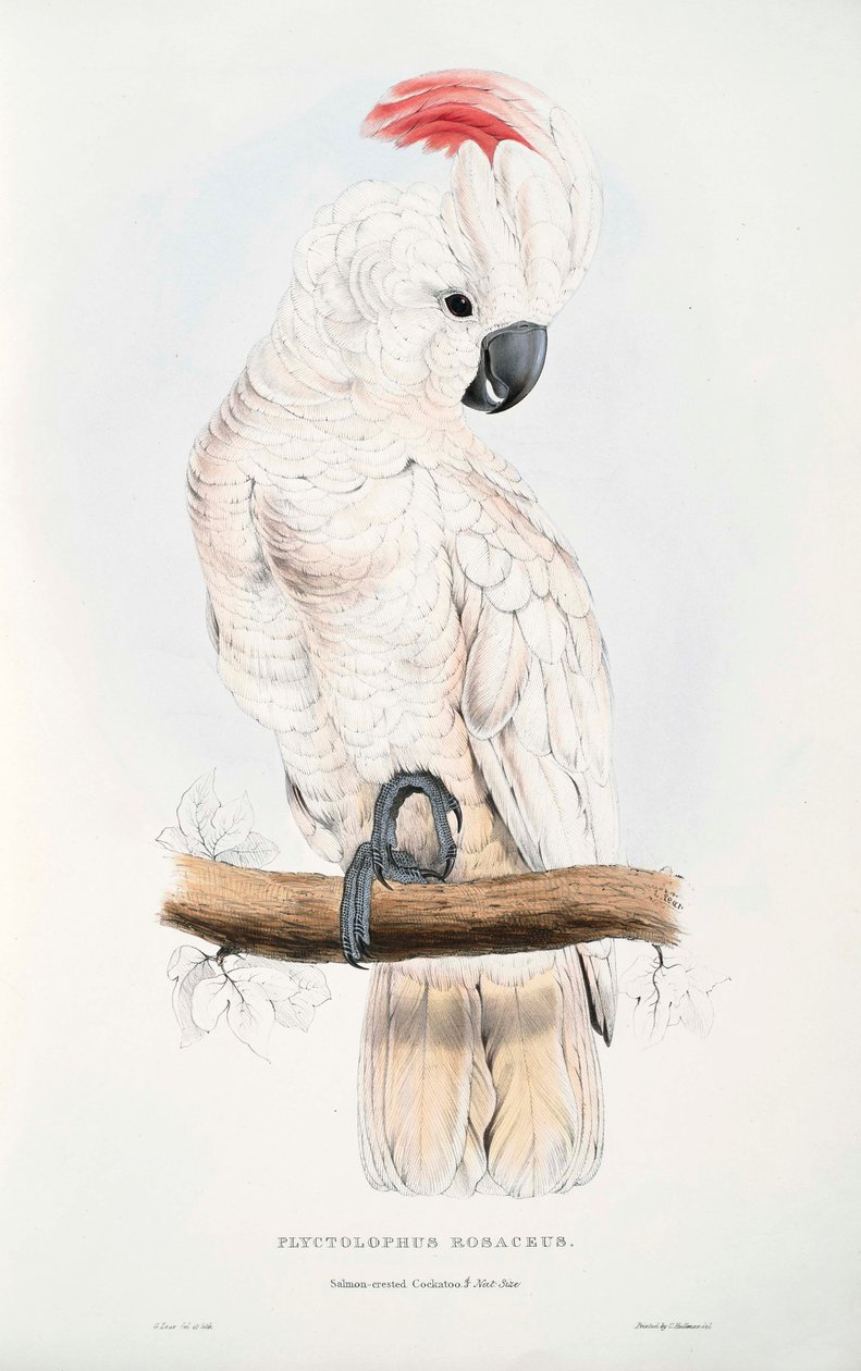 Cacatua moluccensis  av Edward Lear