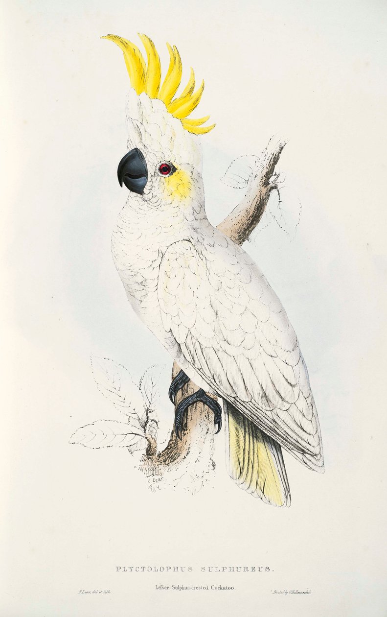 Cacatua sulphurea  av Edward Lear
