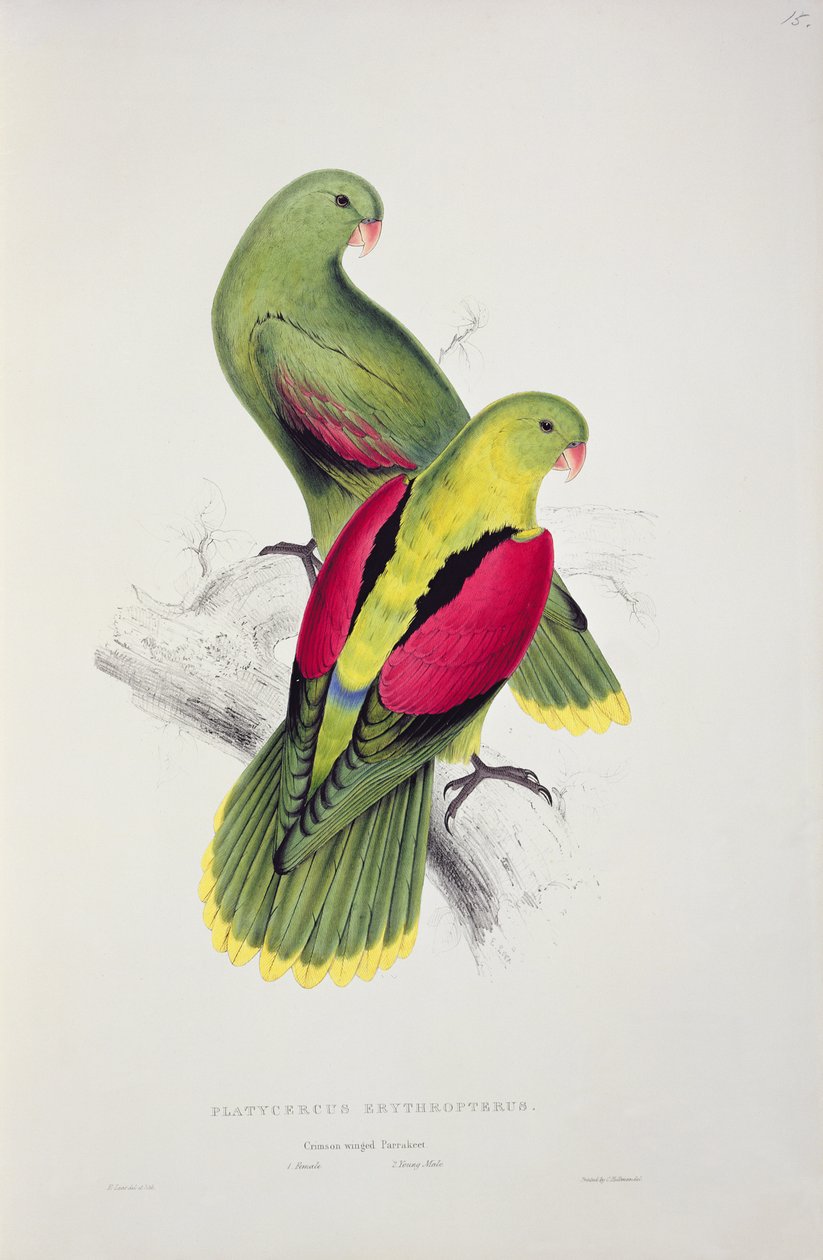 Crimson-Winged Parakit av Edward Lear