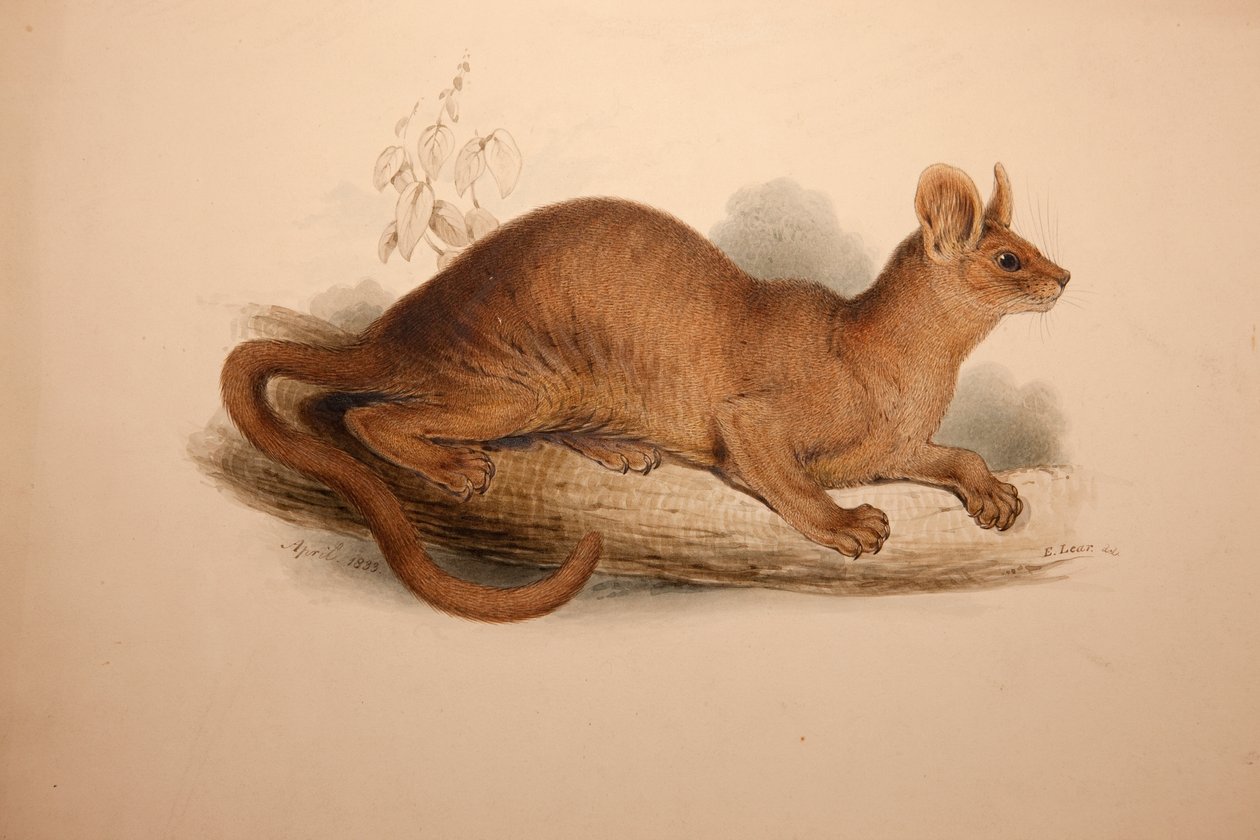 Cryptoprocta ferox, 1833 av Edward Lear
