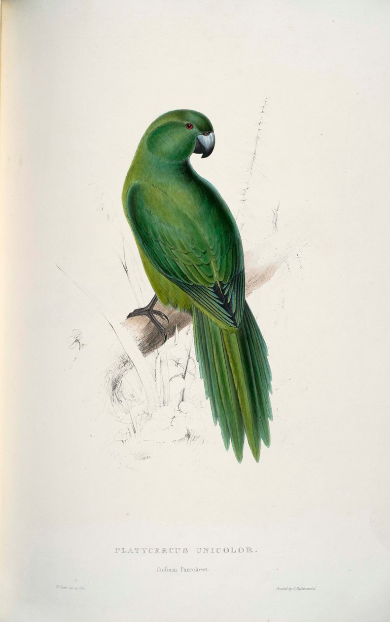 Cyanoramphus unicolor  av Edward Lear