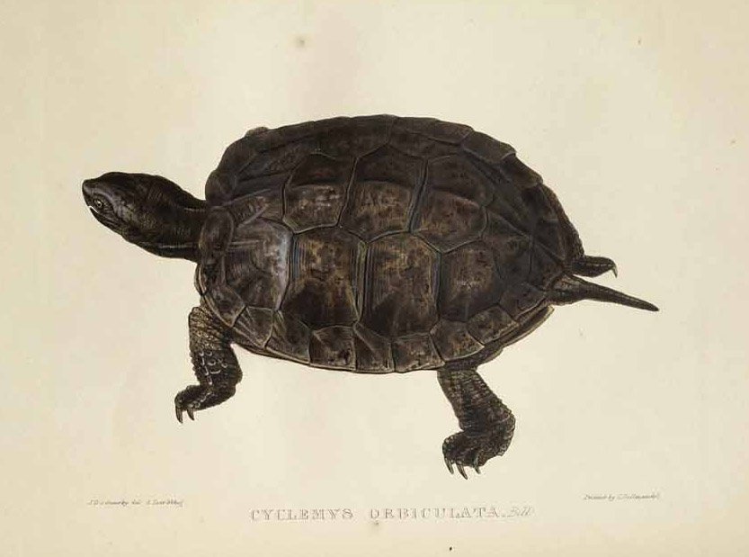 Cyclemys orbiculata  av Edward Lear