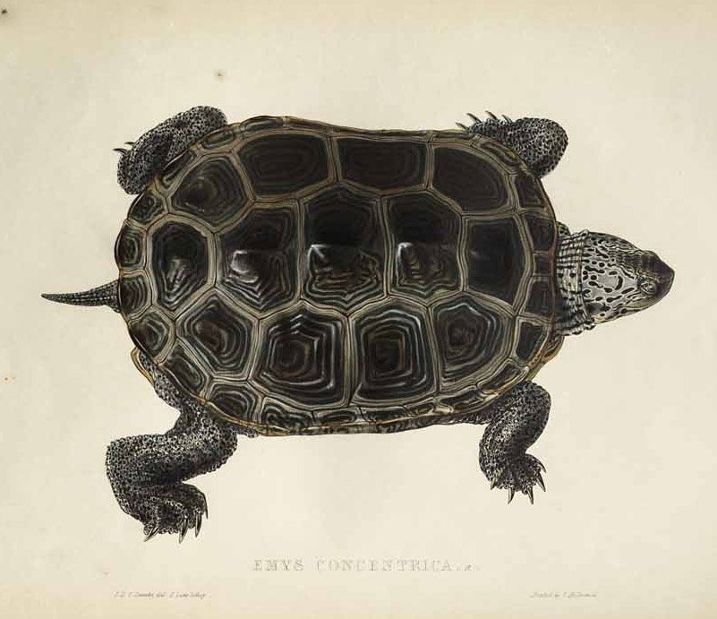 Emys concentrica  av Edward Lear