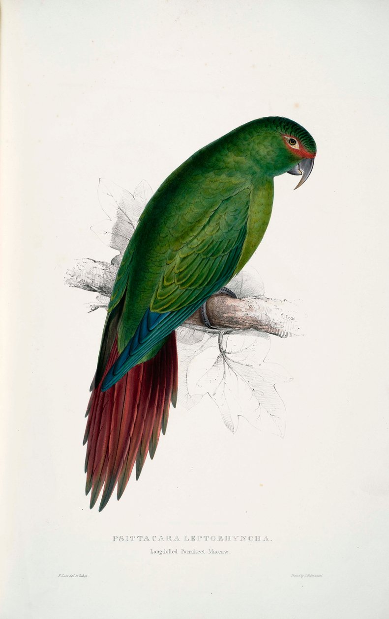 Enicognathus leptorhynchus  av Edward Lear