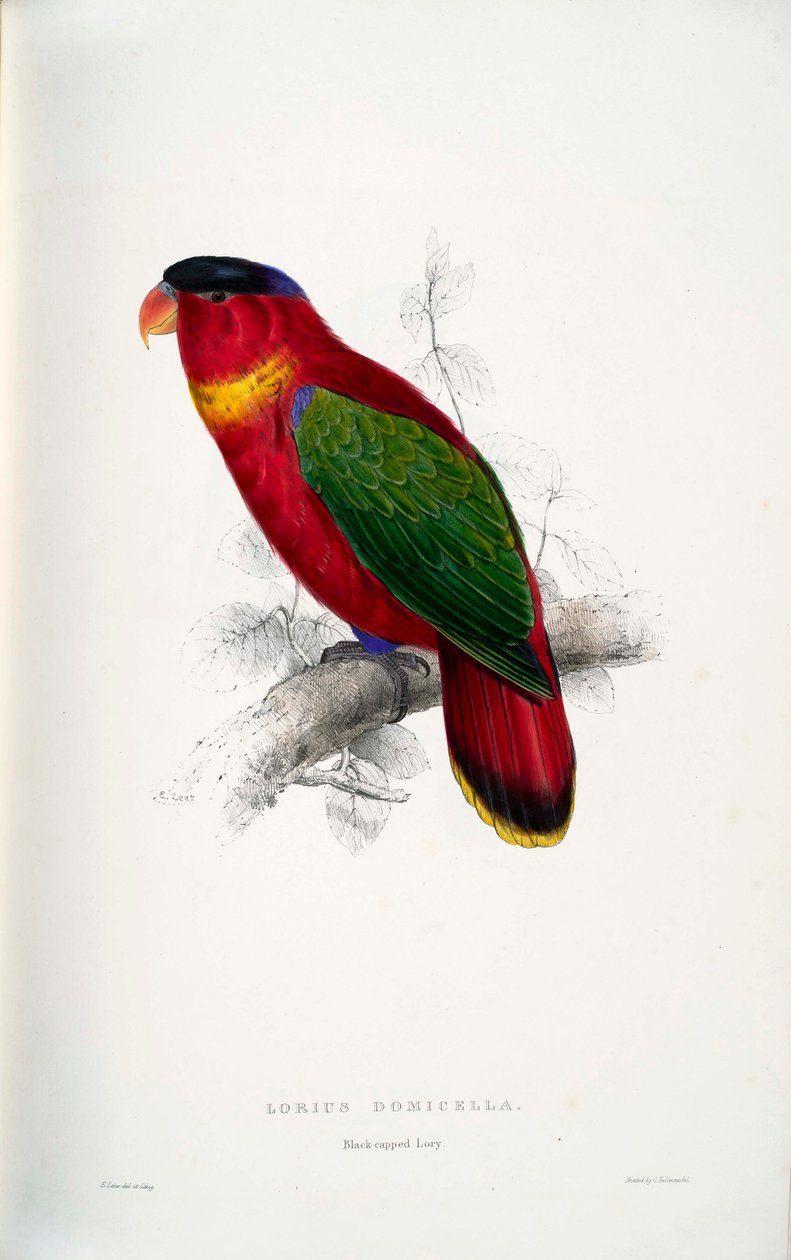 Lorius domicella  av Edward Lear