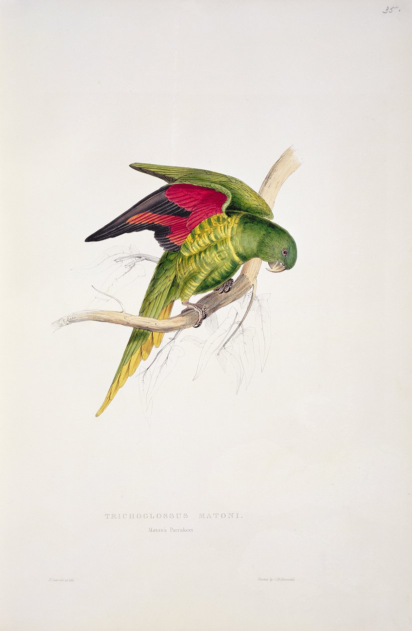 Matons parakit av Edward Lear
