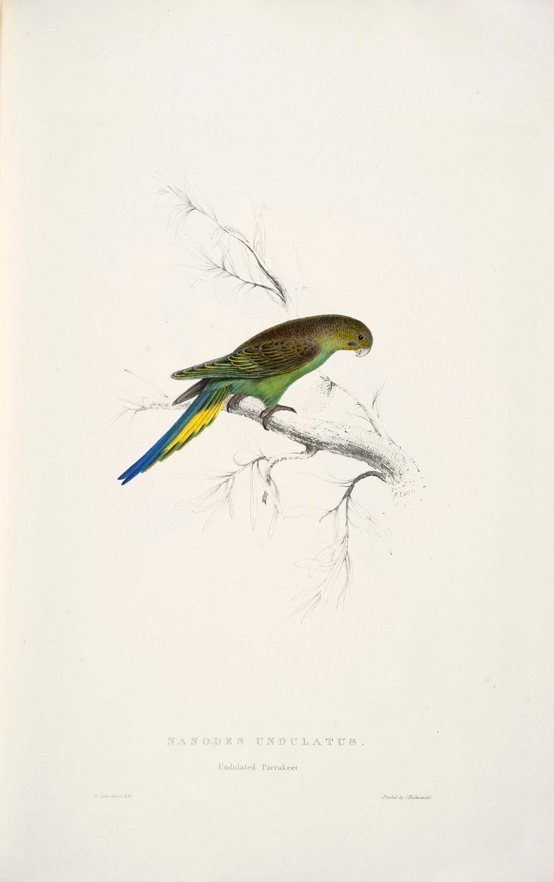 Melopsittacus undulatus  av Edward Lear