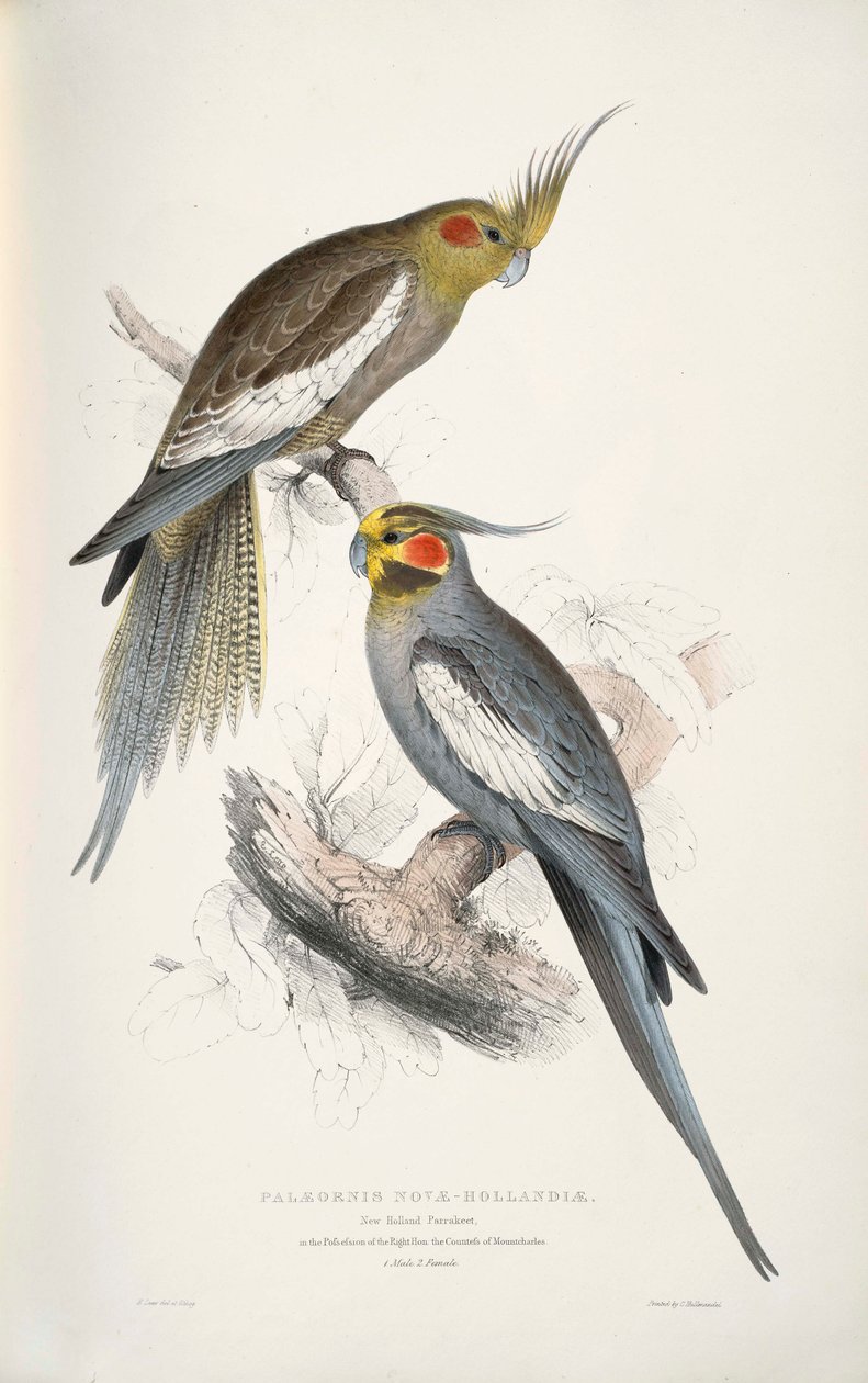 Nymphicus hollandicus  av Edward Lear