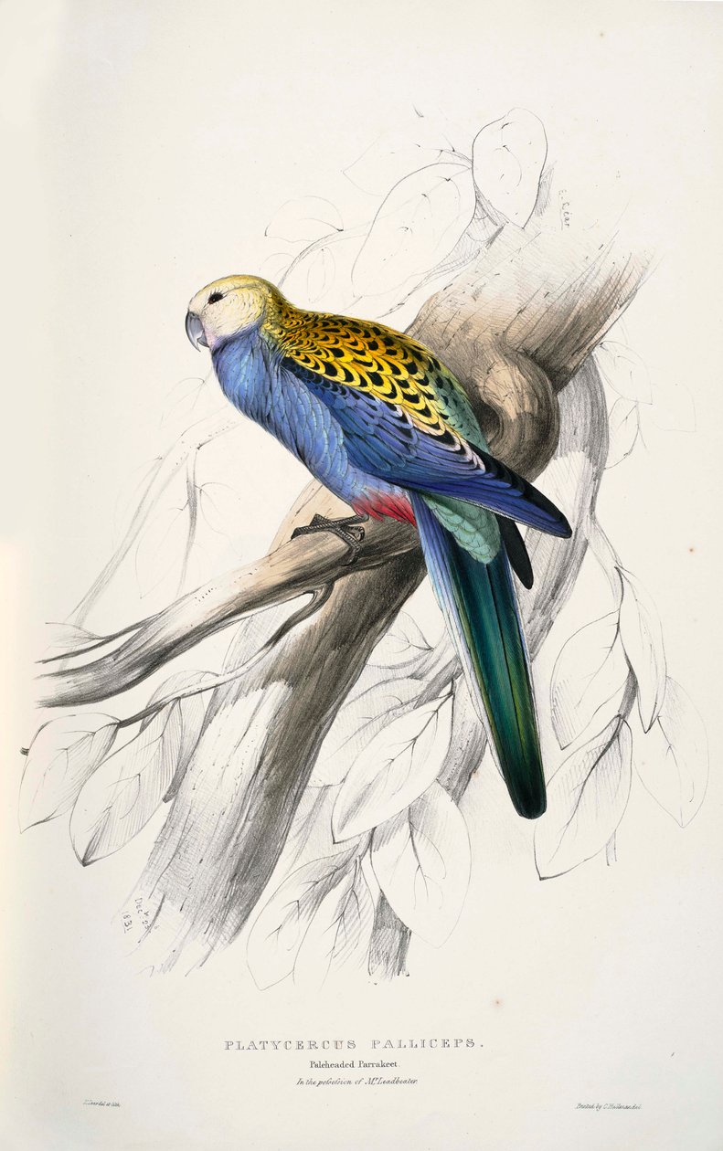 Platycercus adscitus  av Edward Lear