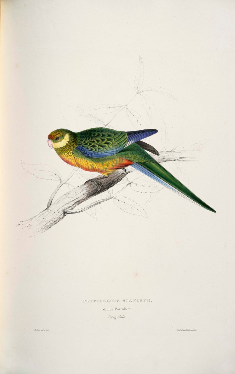 Platycercus icterotis  av Edward Lear