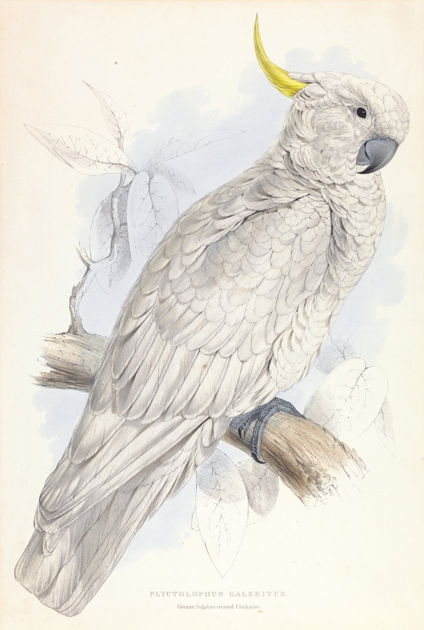 Plyctolophus Galeritus. Större svavel-crested kakadua. av Edward Lear