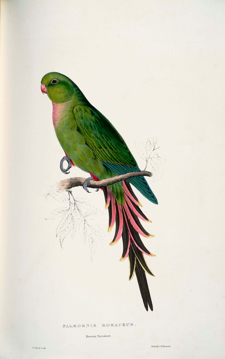 Polytelis alexandrae  av Edward Lear