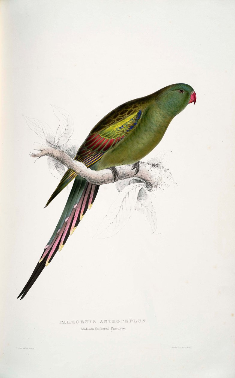Polytelis anthopeplus  av Edward Lear
