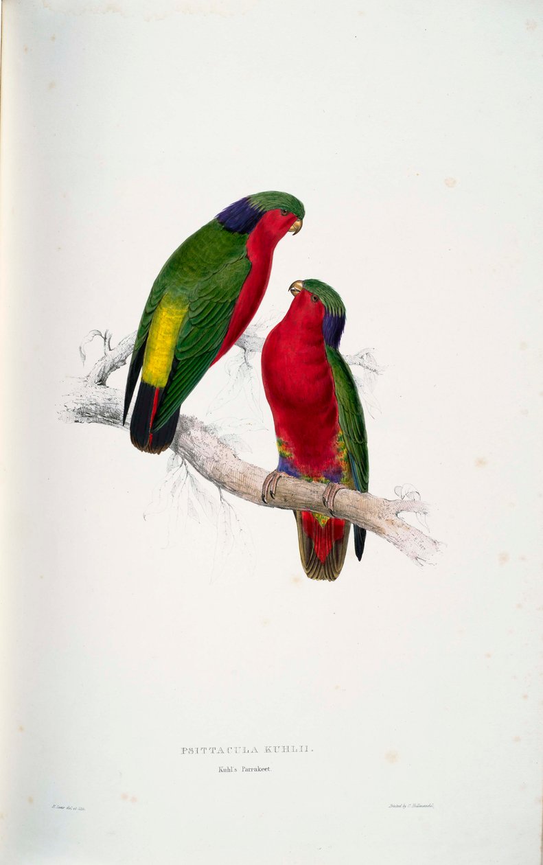 Psittacula kuhlii  av Edward Lear
