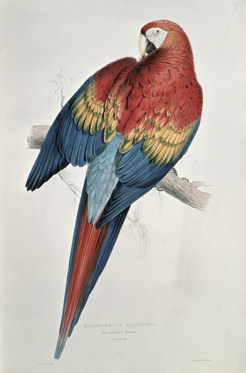 Rød og gul ara swed av Edward Lear