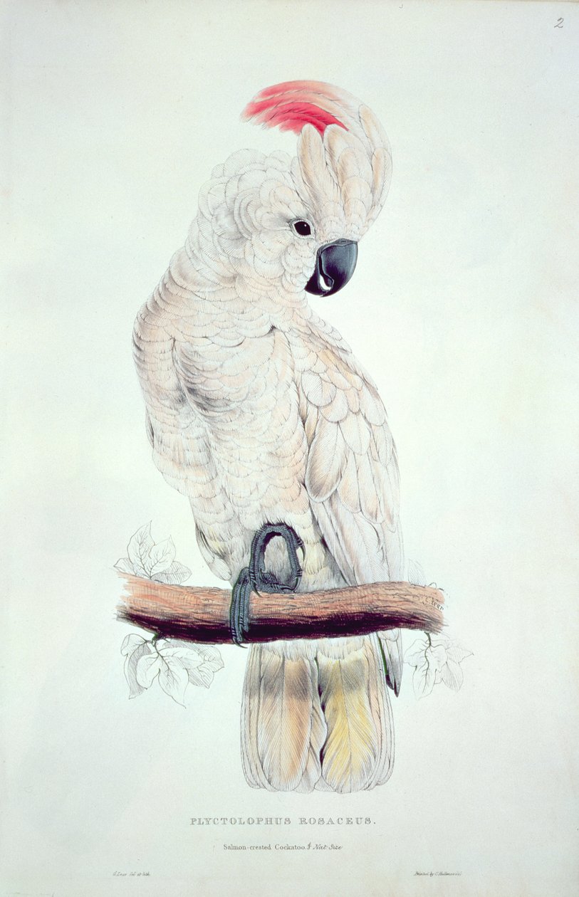 Laxkrämkakadua av Edward Lear