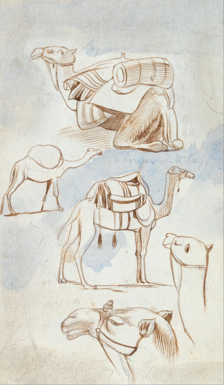 Skissstudier av kameler av Edward Lear