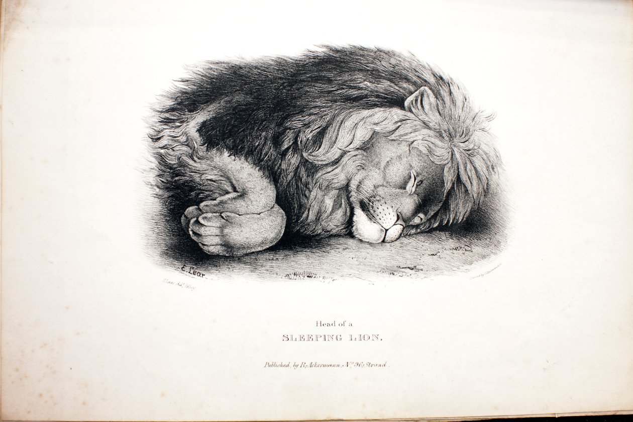 Skisser av djur i den zoologiska trädgården av Edward Lear