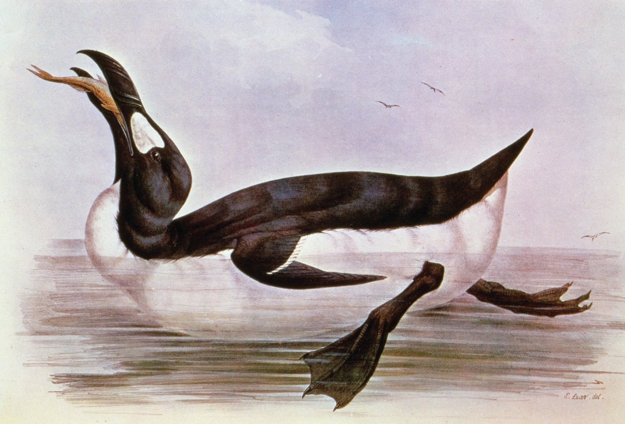 Storspoven, illustration ur "The Birds of Europe" av J. Gould, 1832-37 (handkolorerad litografi) av Edward Lear