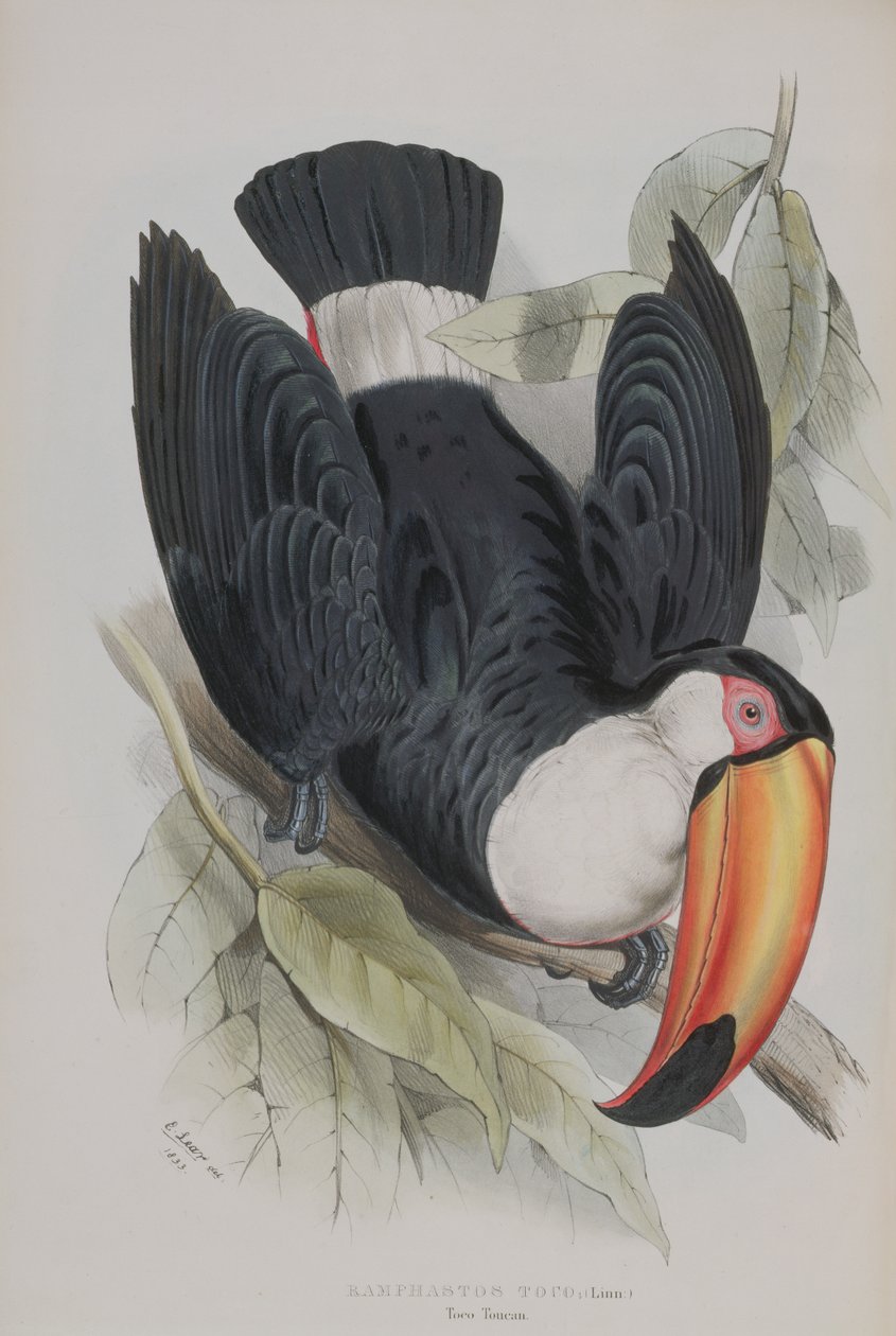 Toco Toucan, från "A Monograph of the Ramphastidae, or Family of Toucans", av John Gould (1804-81), publicerad 1833-35. av Edward Lear