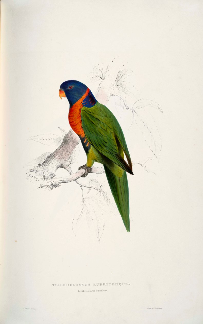 Trichoglossus rubritorquis Skarlakansröd av Edward Lear