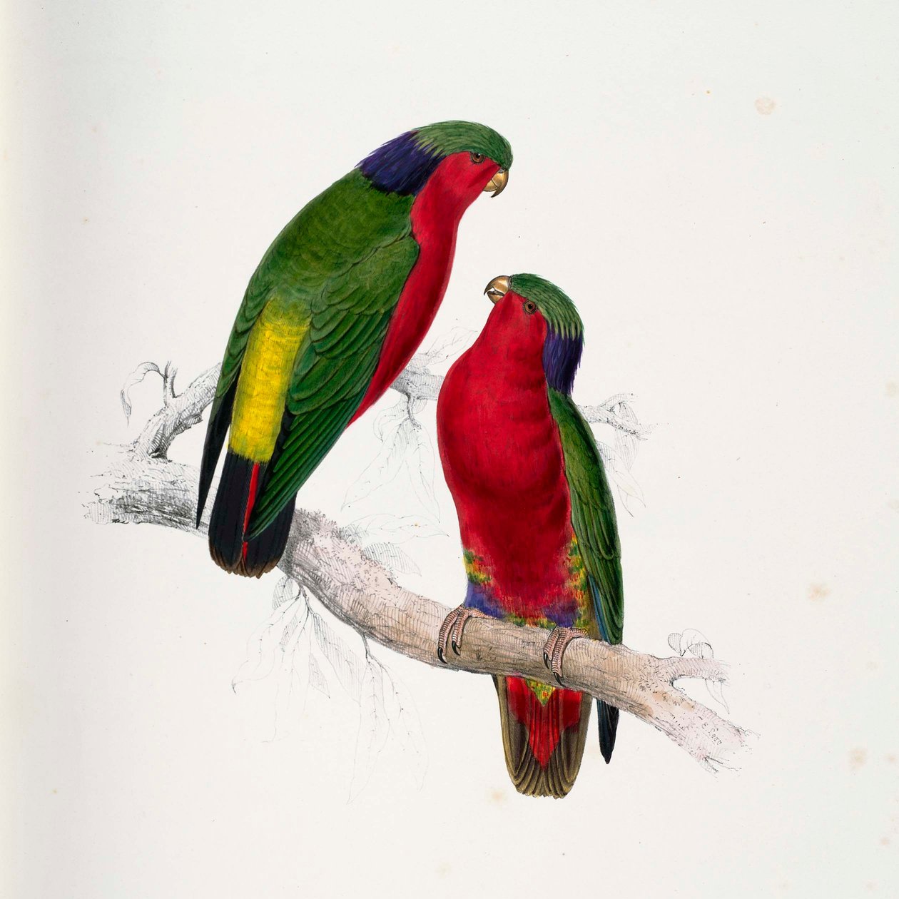 Vini kuhlii  av Edward Lear