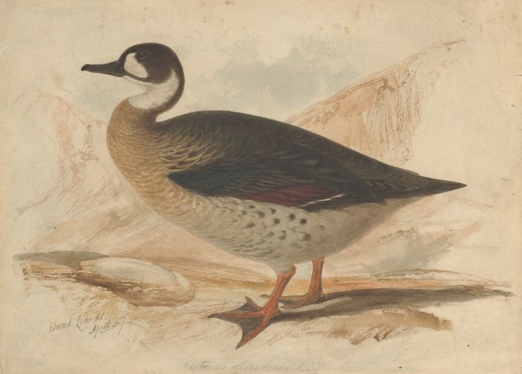 bronze-winged duck av Edward Lear