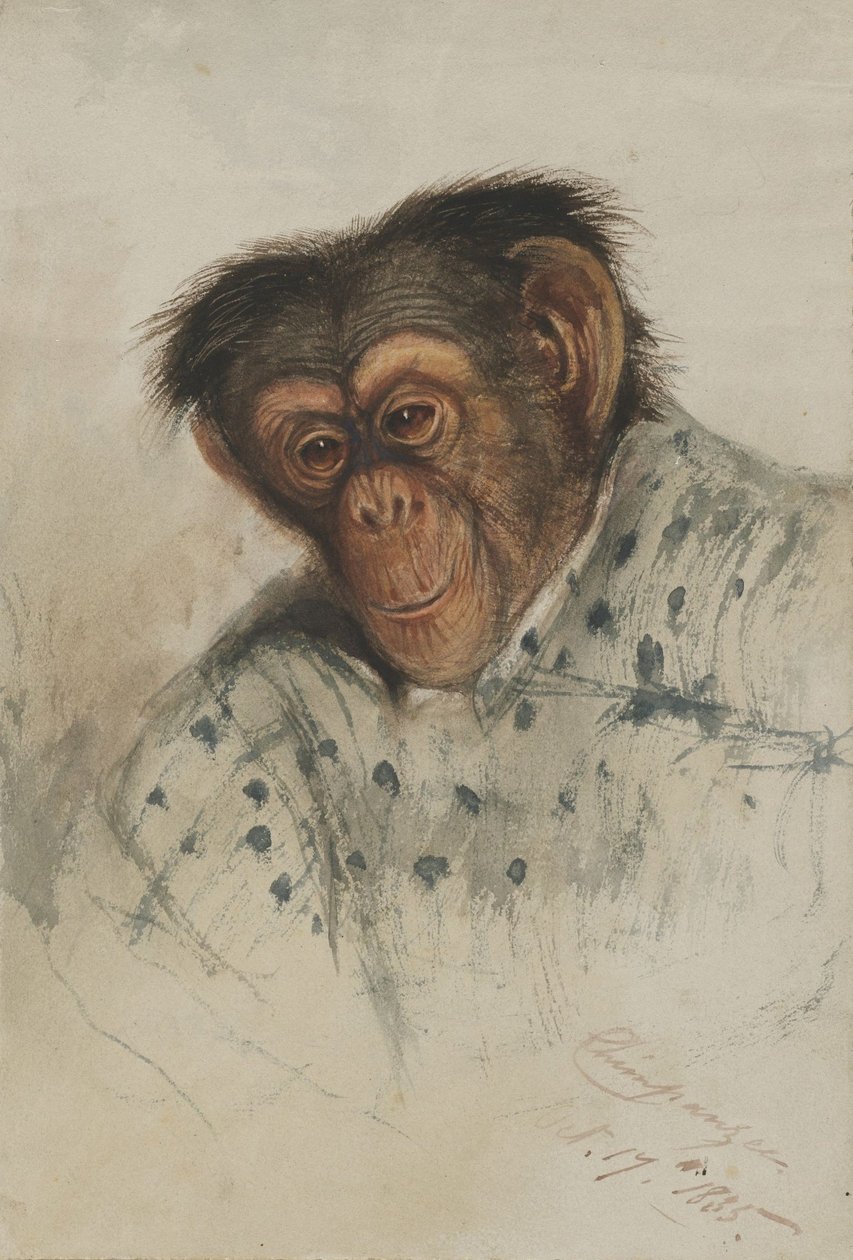 chimpanzee head av Edward Lear