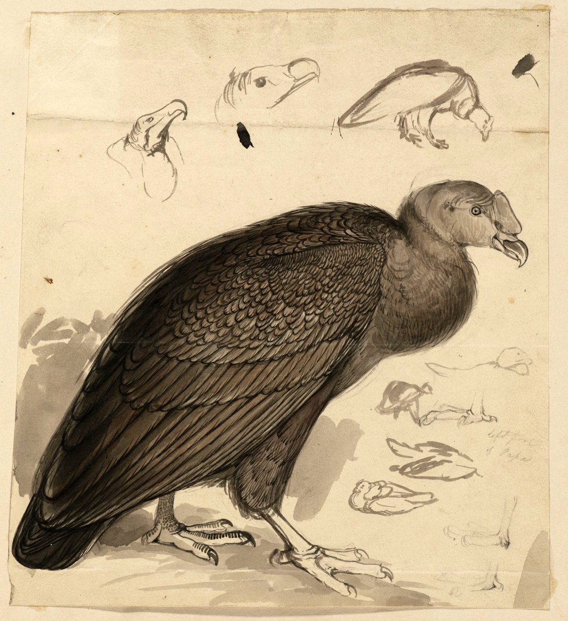 condor av Edward Lear