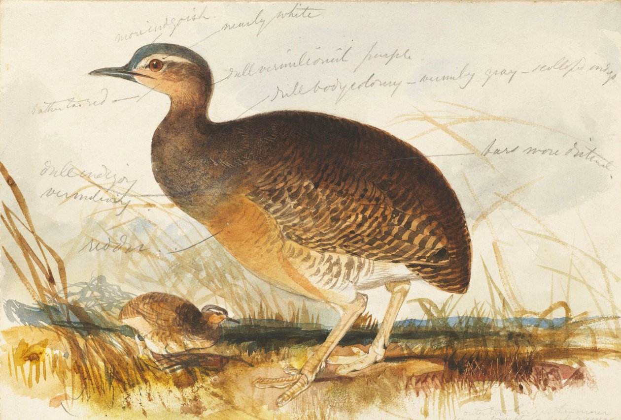 marsh hen av Edward Lear