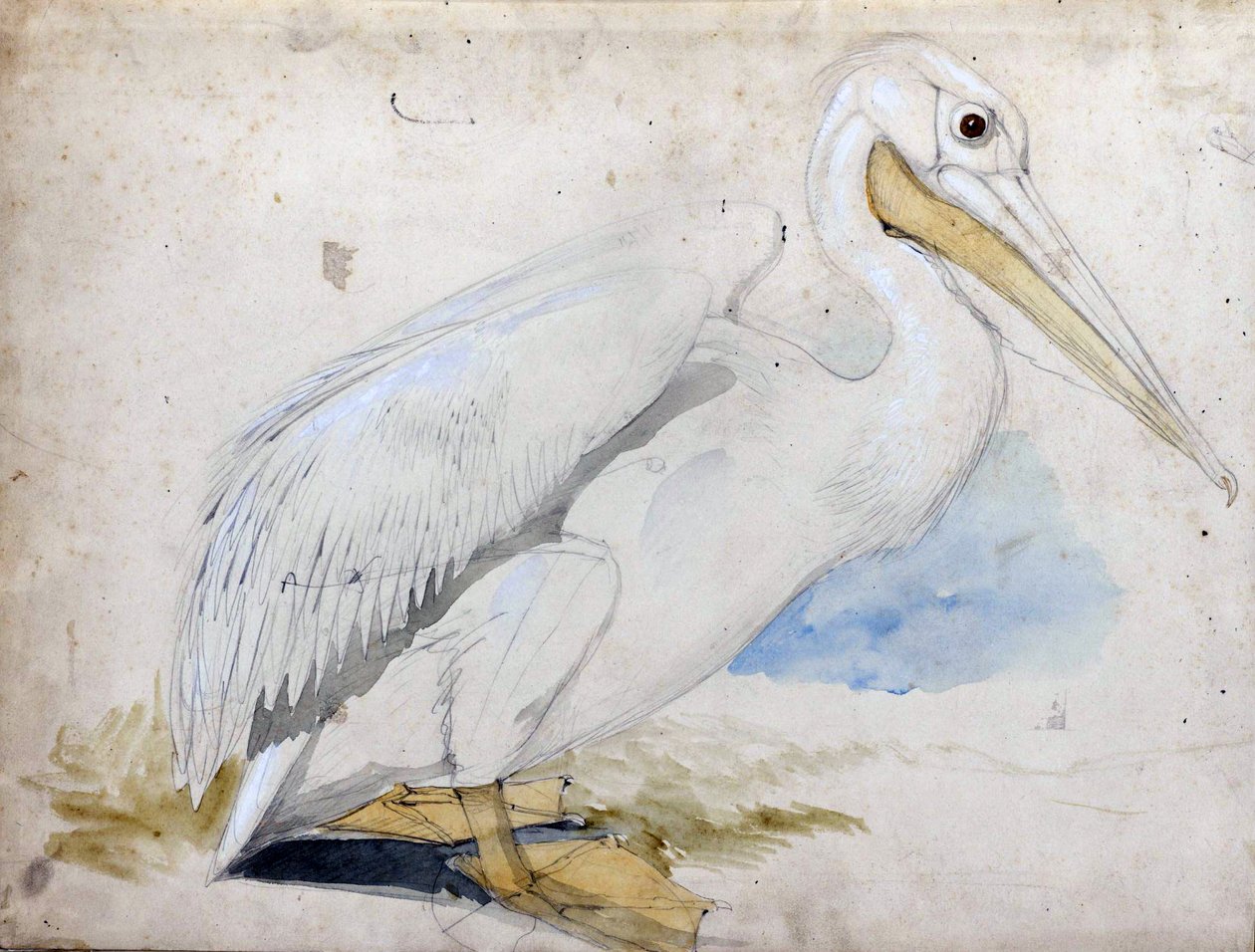 pelican av Edward Lear