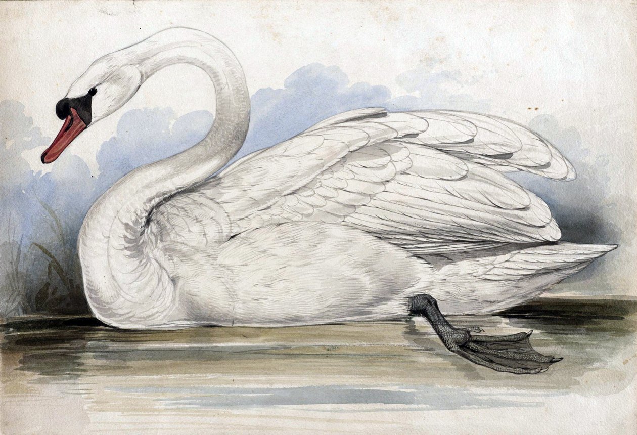 swan av Edward Lear
