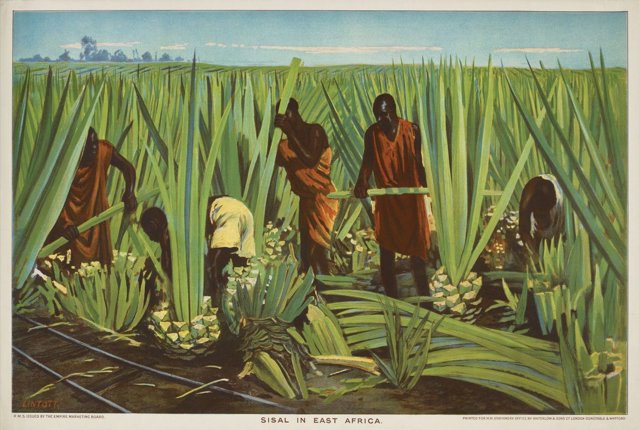 Sisal i Östafrika, från serien 