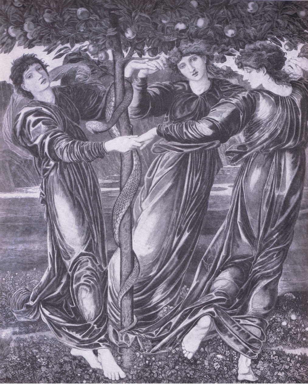 Hesperides trädgård, Bibby