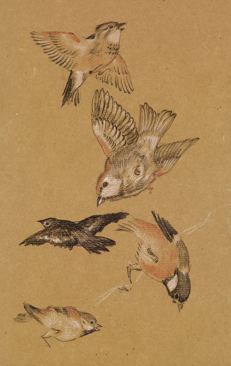 Love lead the Pilgrim - Study of Birds: Finches, 1897 av Edward Burne Jones