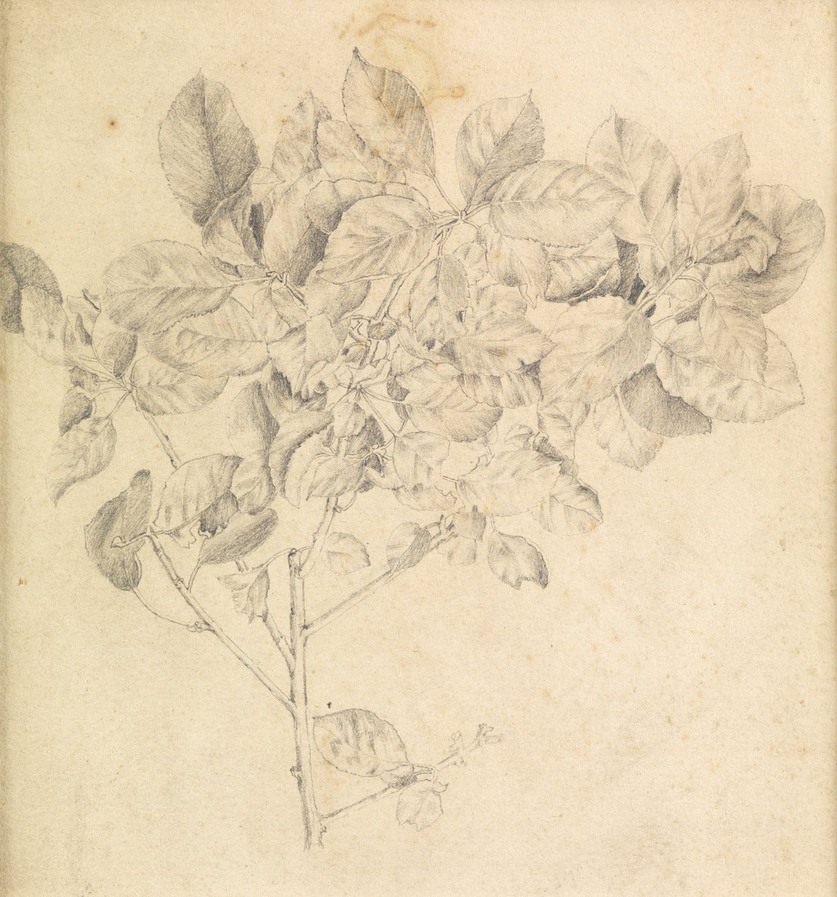 Studie för äppelodling av Edward Burne Jones
