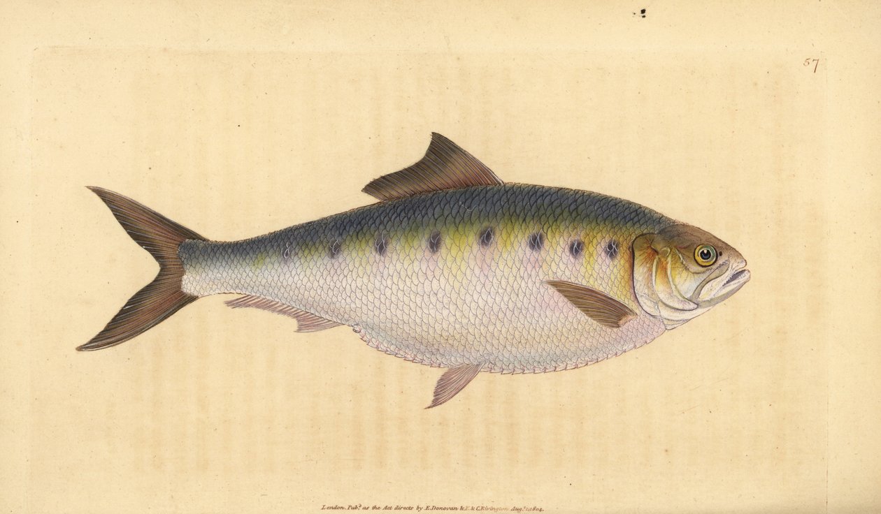 Allis shad, Alosa alosa (Shad, Clupea alosa). Handfärgad kopparplåt ritad och graverad av Edward Donovan från hans Natural History of British Fishes, Donovan och F.C. och J. Rivington, London av Edward Donovan