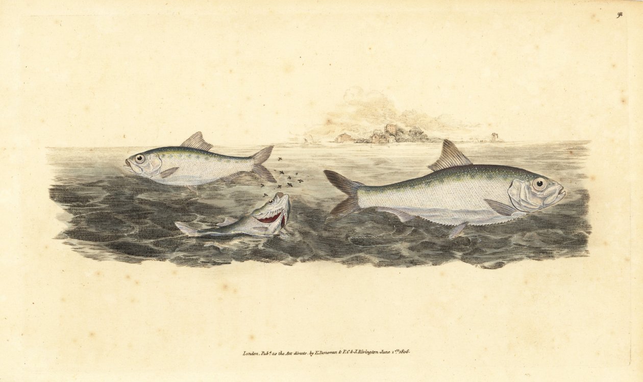 Allis shad, Alosa alosa (Vit bete, Clupea alosa). Handfärgad kopparplåt ritad och graverad av Edward Donovan från hans Natural History of British Fishes, Donovan och F.C. och J. Rivington, London av Edward Donovan