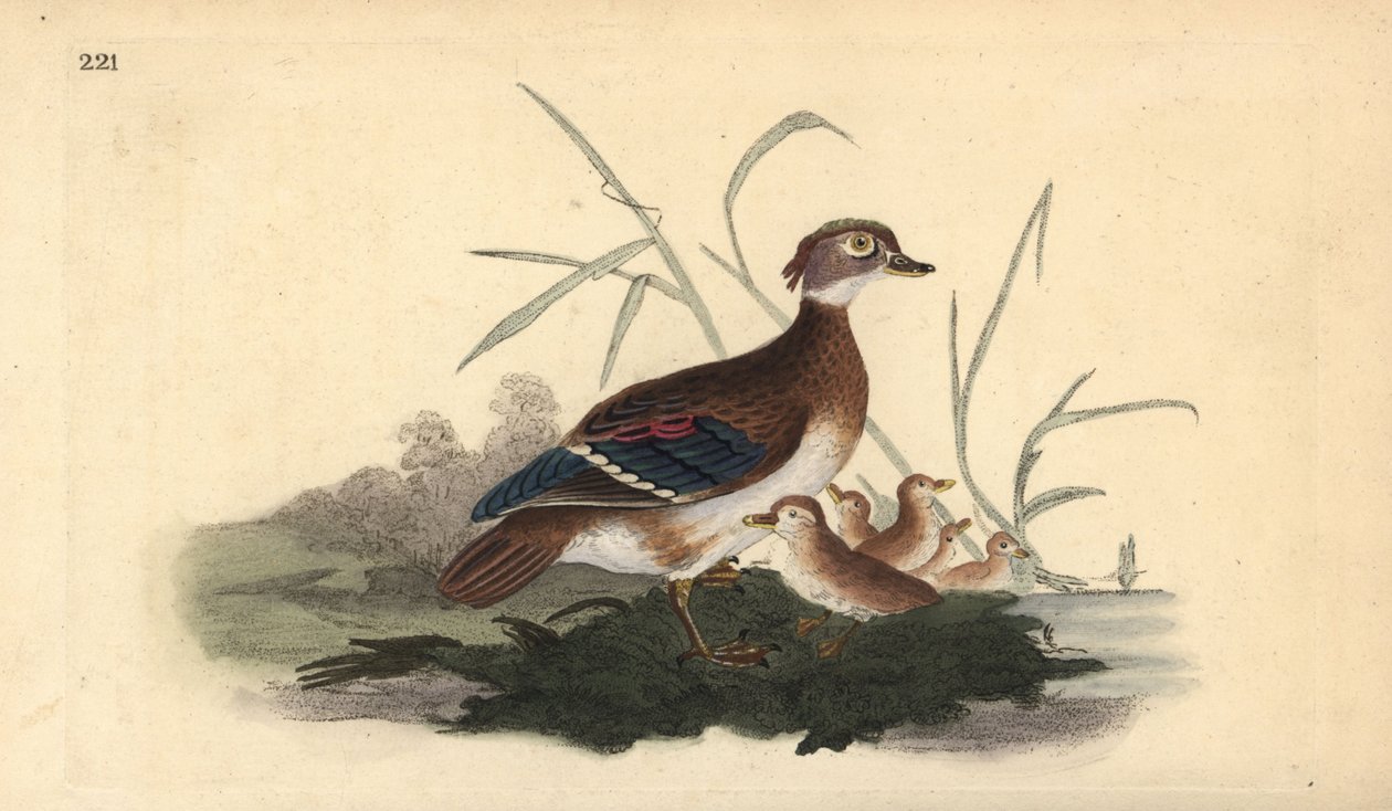 Amerikansk trädanka (hona och ung). Handfärgad kopparplåt ritad och graverad av Edward Donovan från hans egen "Natural History of British Birds", London av Edward Donovan