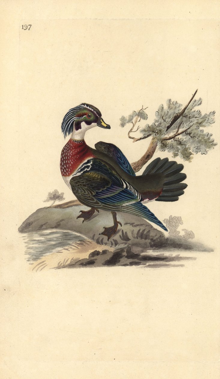 Amerikansk trädanka, Aix sponsa. Handfärgad kopparplåt ritad och graverad av Edward Donovan från hans egen "Natural History of British Birds", London av Edward Donovan