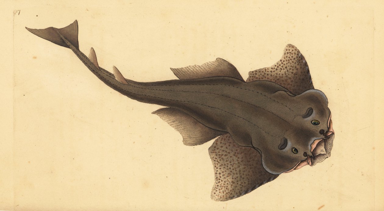 Angelshark, Squatina squatina. Akut hotad. (Änglahaj, Squallus squatinus). Handfärgad kopparplåt ritad och graverad av Edward Donovan från hans Natural History of British Fishes, Donovan och F.C. och J. Rivington, London av Edward Donovan