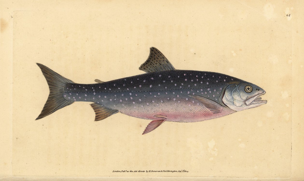 Fjällröding, Salvelinus alpinus alpinus (Alpin lax, Salmo alpinus). Handfärgad kopparplåt ritad och graverad av Edward Donovan från hans Natural History of British Fishes, Donovan och F.C. och J. Rivington, London av Edward Donovan