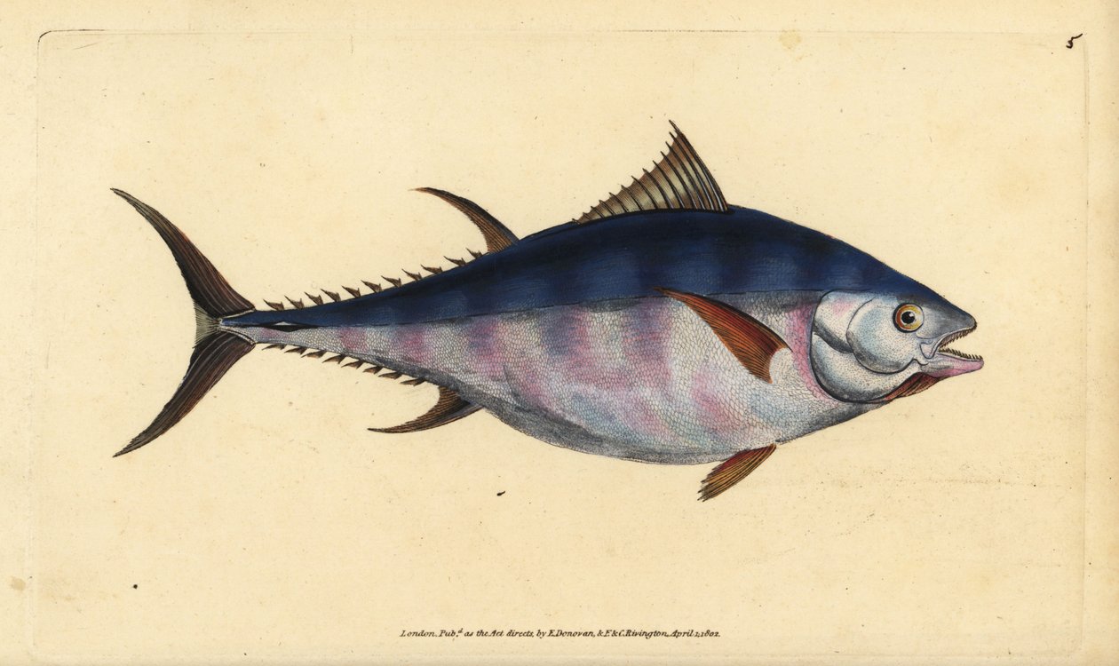 Atlantisk blåfenad tonfisk, Thunnus thynnus (utrotningshotad). Tunny, Scomber thynnus. Handfärgad kopparplåt ritad och graverad av Edward Donovan från hans Natural History of British Fishes, Donovan och F.C. och J. Rivington, London av Edward Donovan